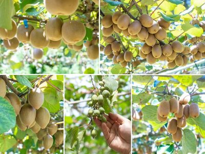 🥝 키위 과일 나라 재팬(키위 후르츠 칸토리 재팬) 이미지 2